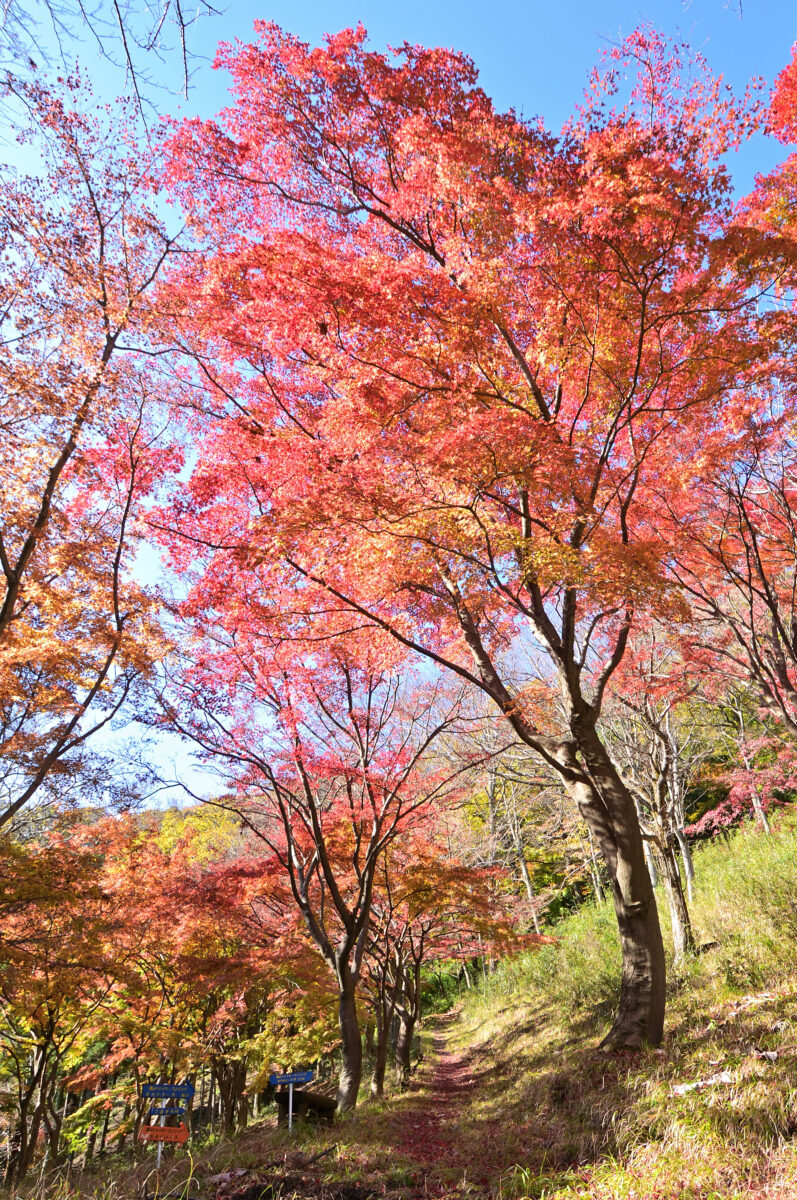 飯山白山森林公園