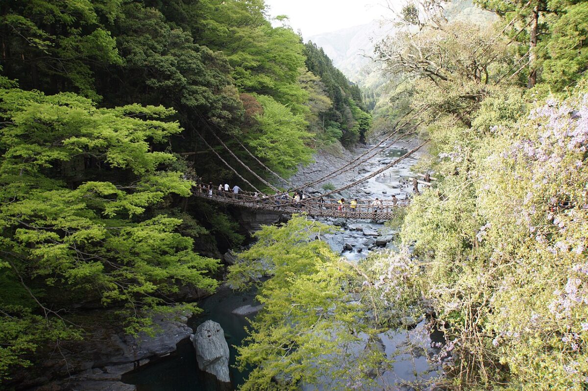 德島祖谷藤蔓橋橫跨祖谷川的全景