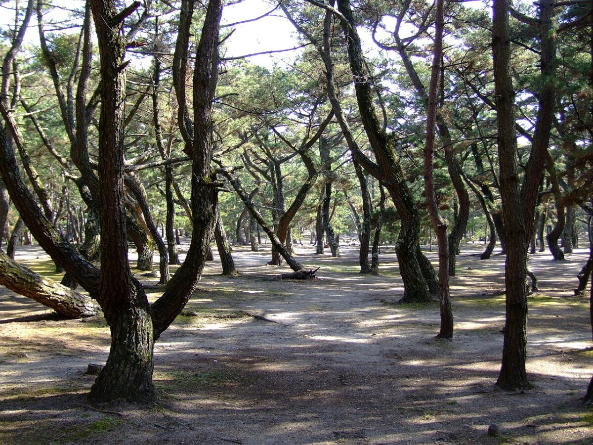 淡路島慶野松原的黑松林