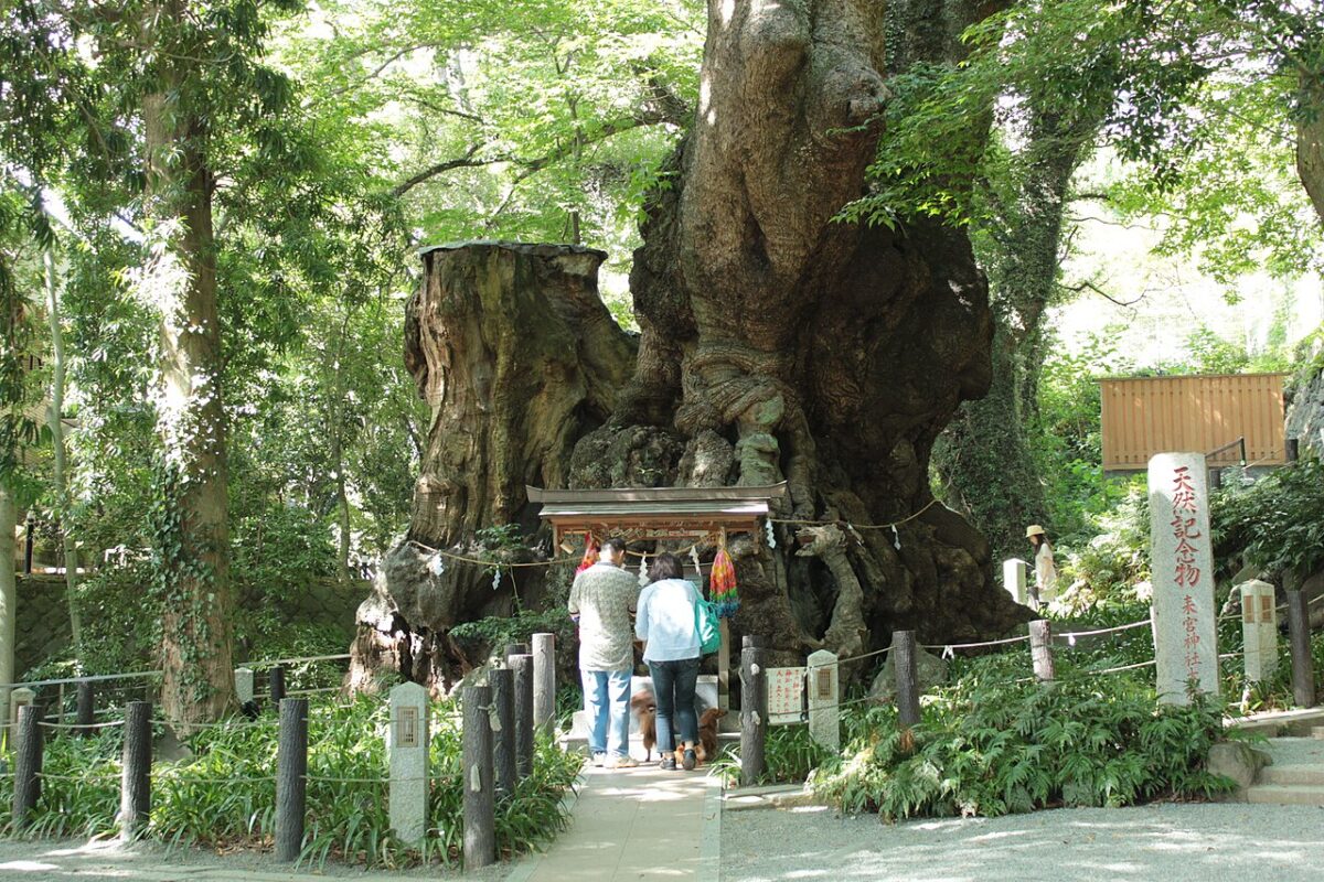 熱海來宮神社樹齡2,000年以上的御神木大楠