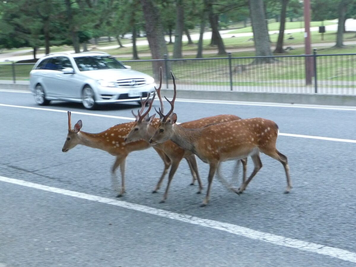 奈良公園草地上的鹿與東大寺周邊景色
