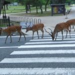 奈良公園・東大寺完整指南｜奈良鹿・大佛殿・二月堂半日路線