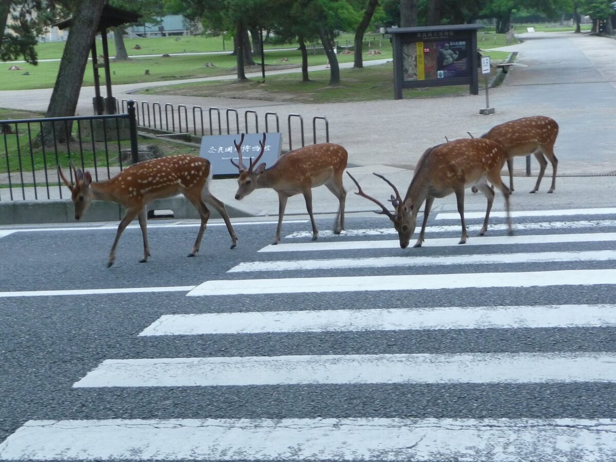 奈良公園東大寺附近草地上的鹿