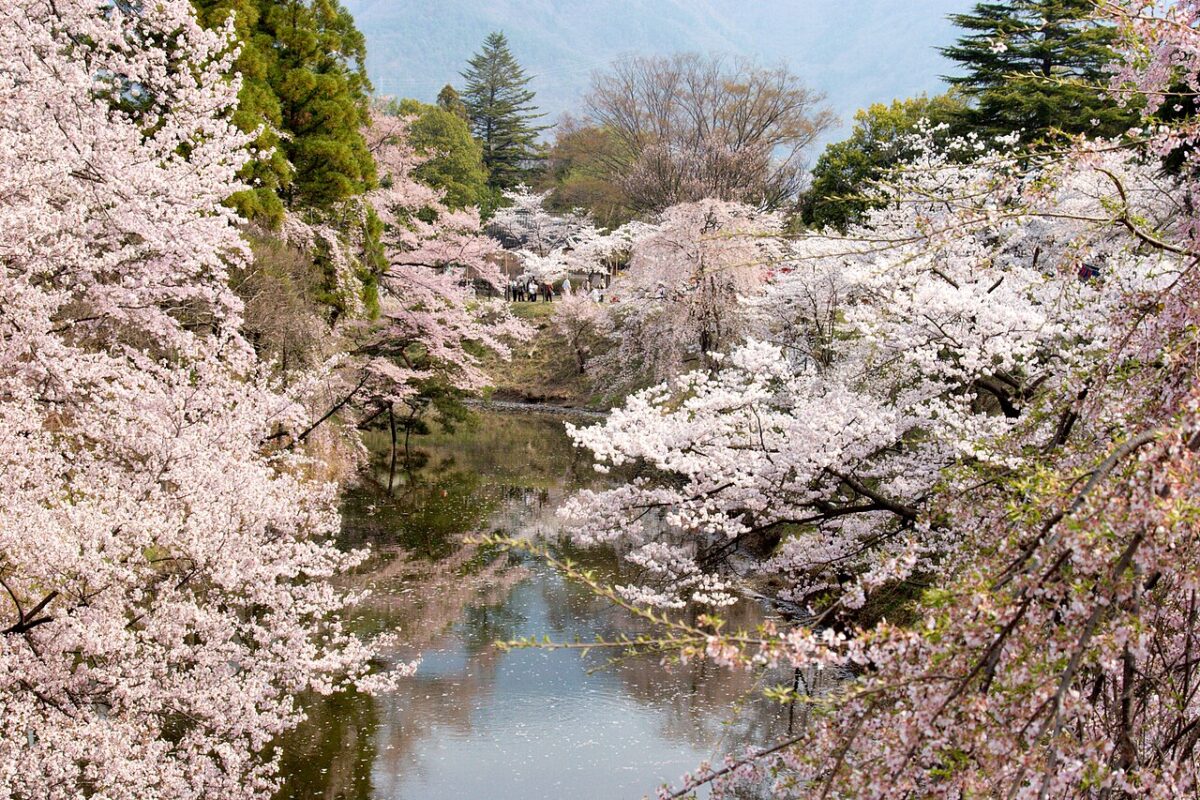 上田城址公園護城河兩側盛開的櫻花