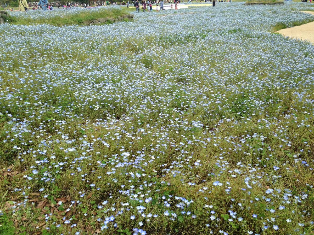 海之中道海濱公園交響樂花園盛開的粉蝶花