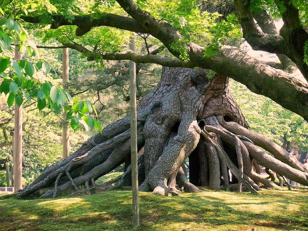 根上松