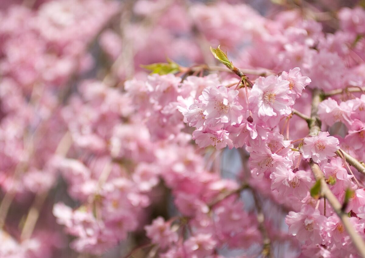 兼六園の桜