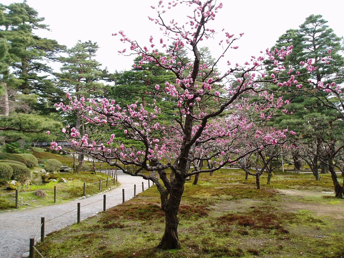 春の兼六園