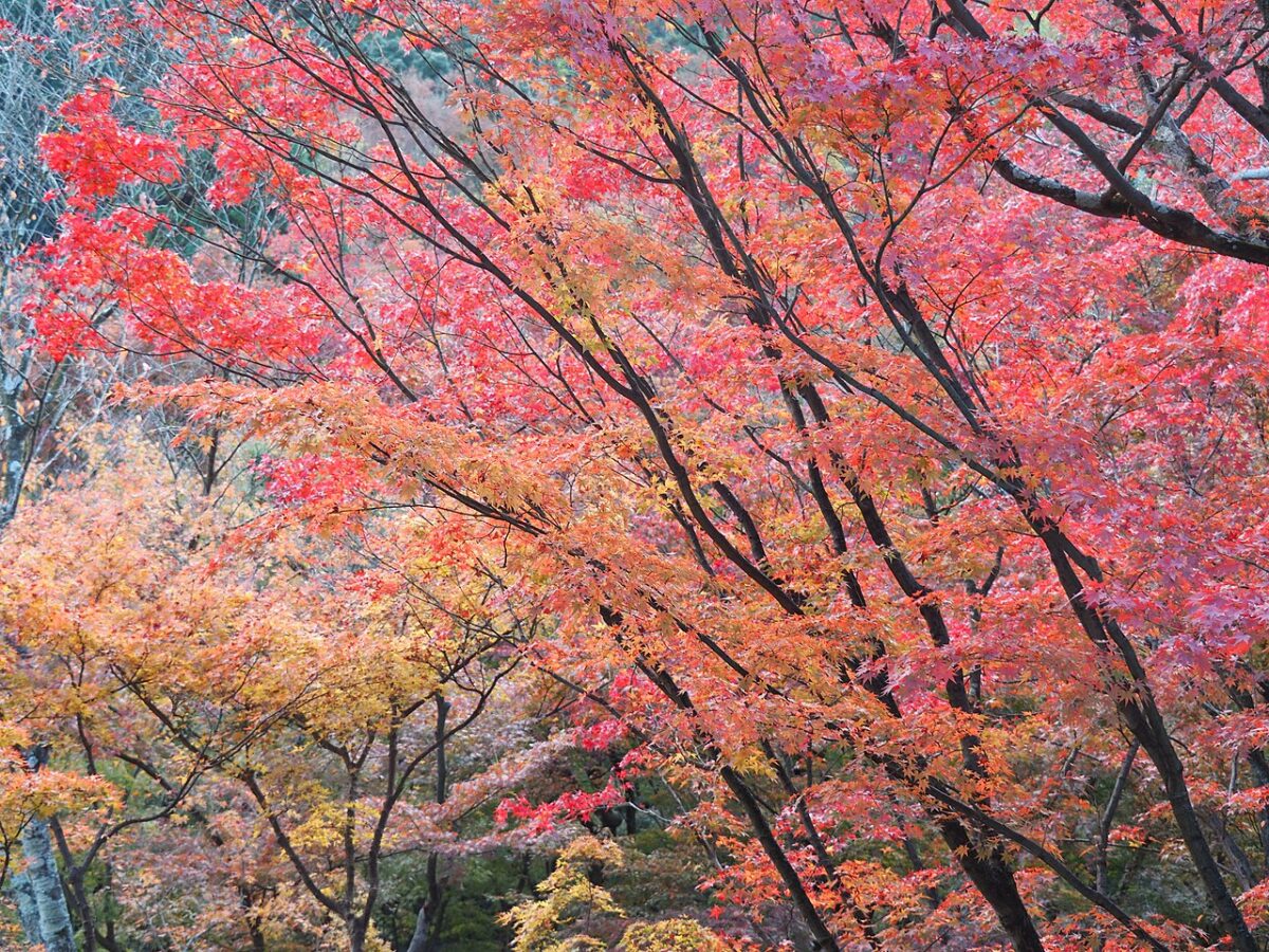 清水寺の紅葉