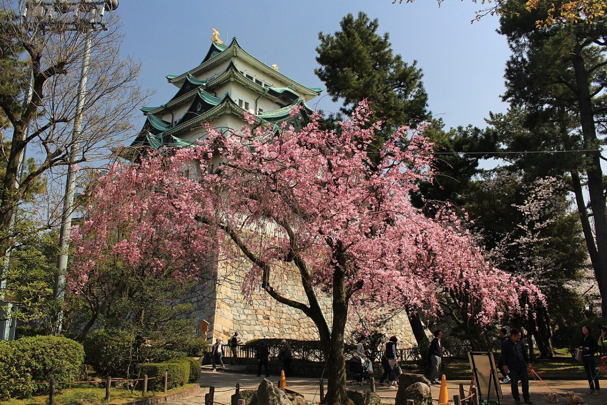 しだれ桜と天守