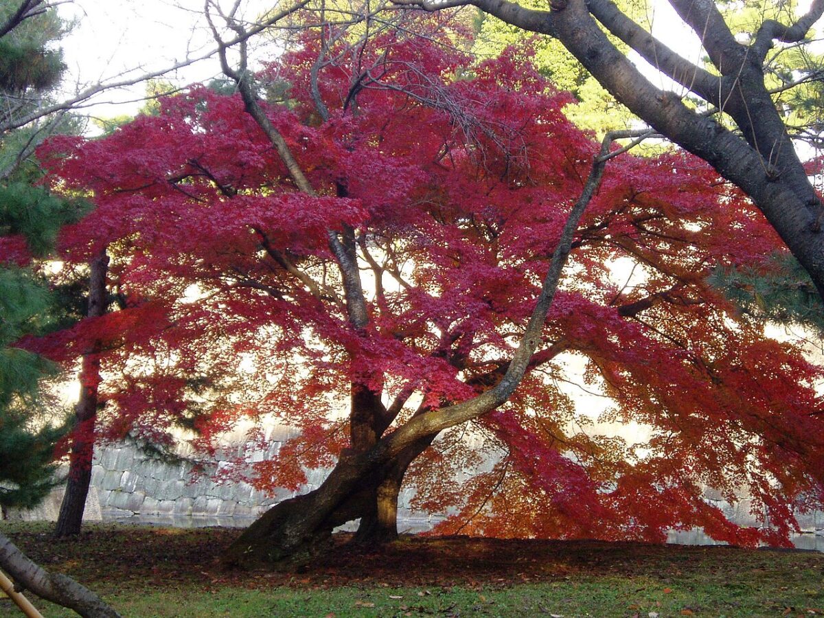 秋の二条城