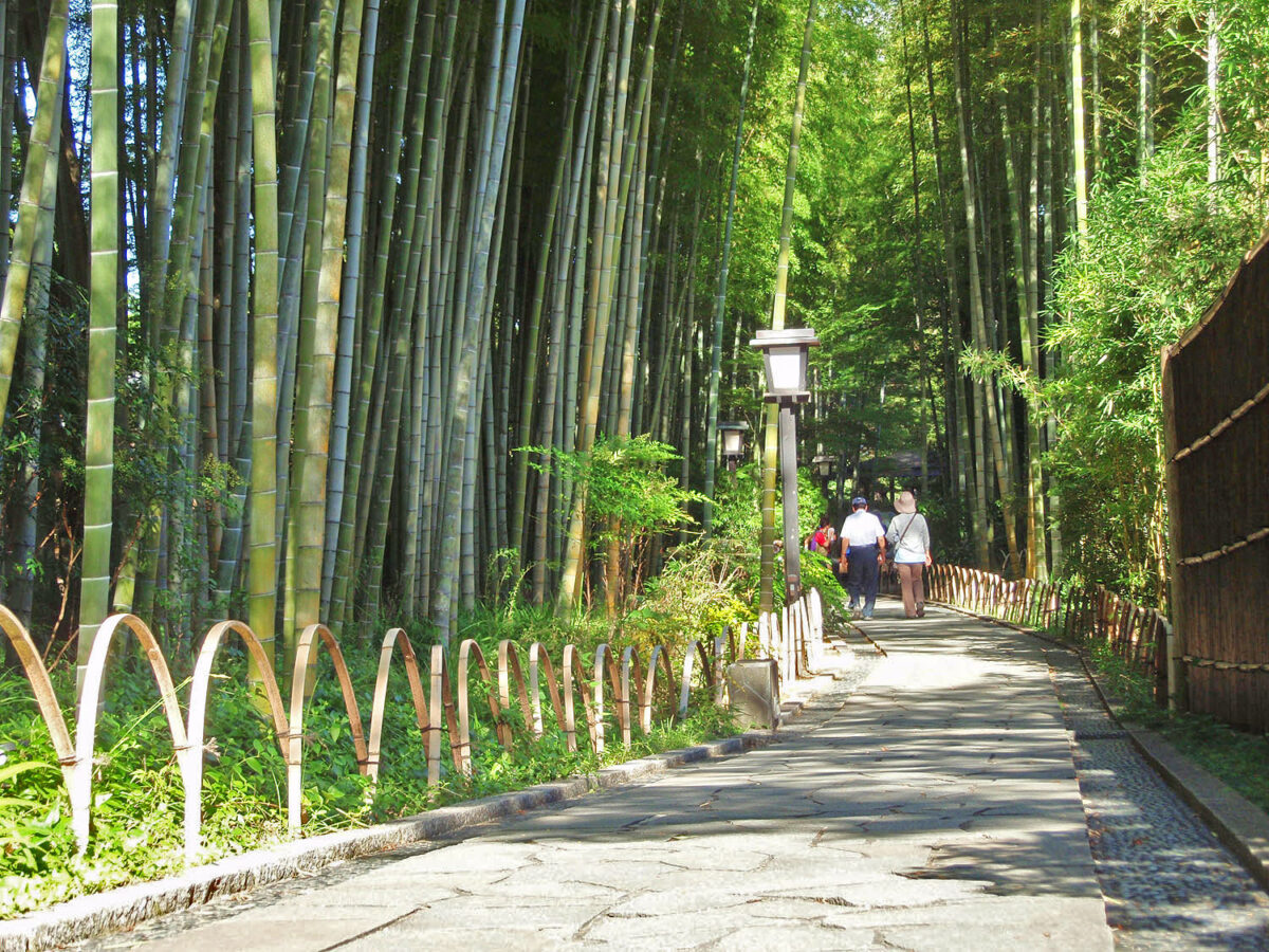 修善寺竹林之小徑與桂川沿岸步道