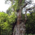 屋久島繩文杉完整指南｜22公里登山・荒川巴士・2026混雜
