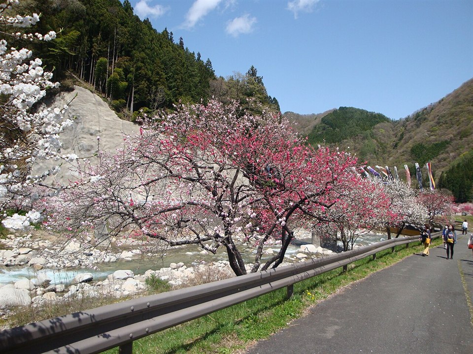 花桃