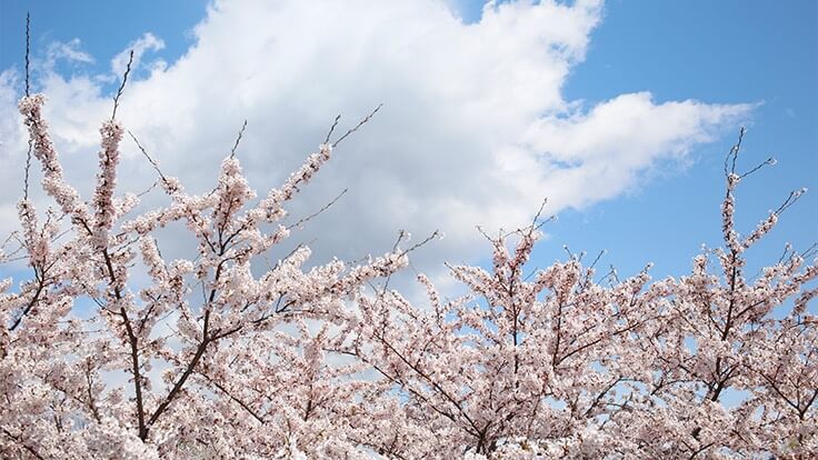 北ホテル 石割桜 photo