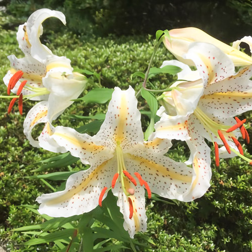 那須温泉 グランドホテル愛寿 photo