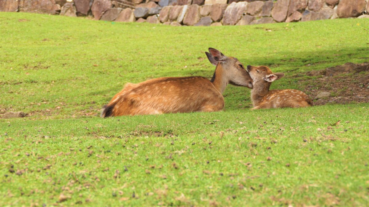古都の宿 むさし野 photo