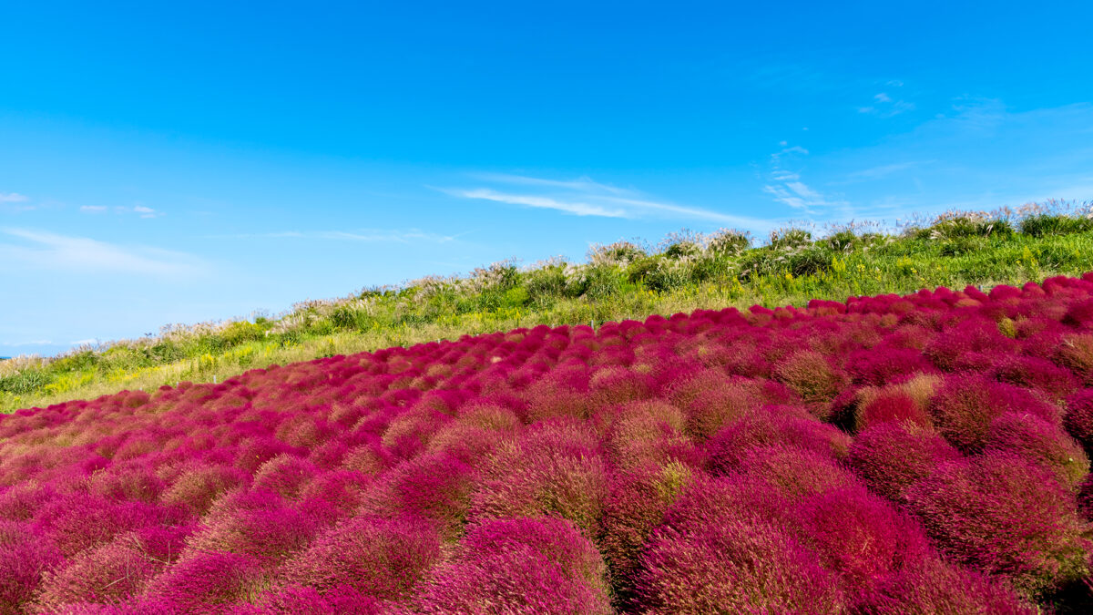 民宿浜野屋 photo