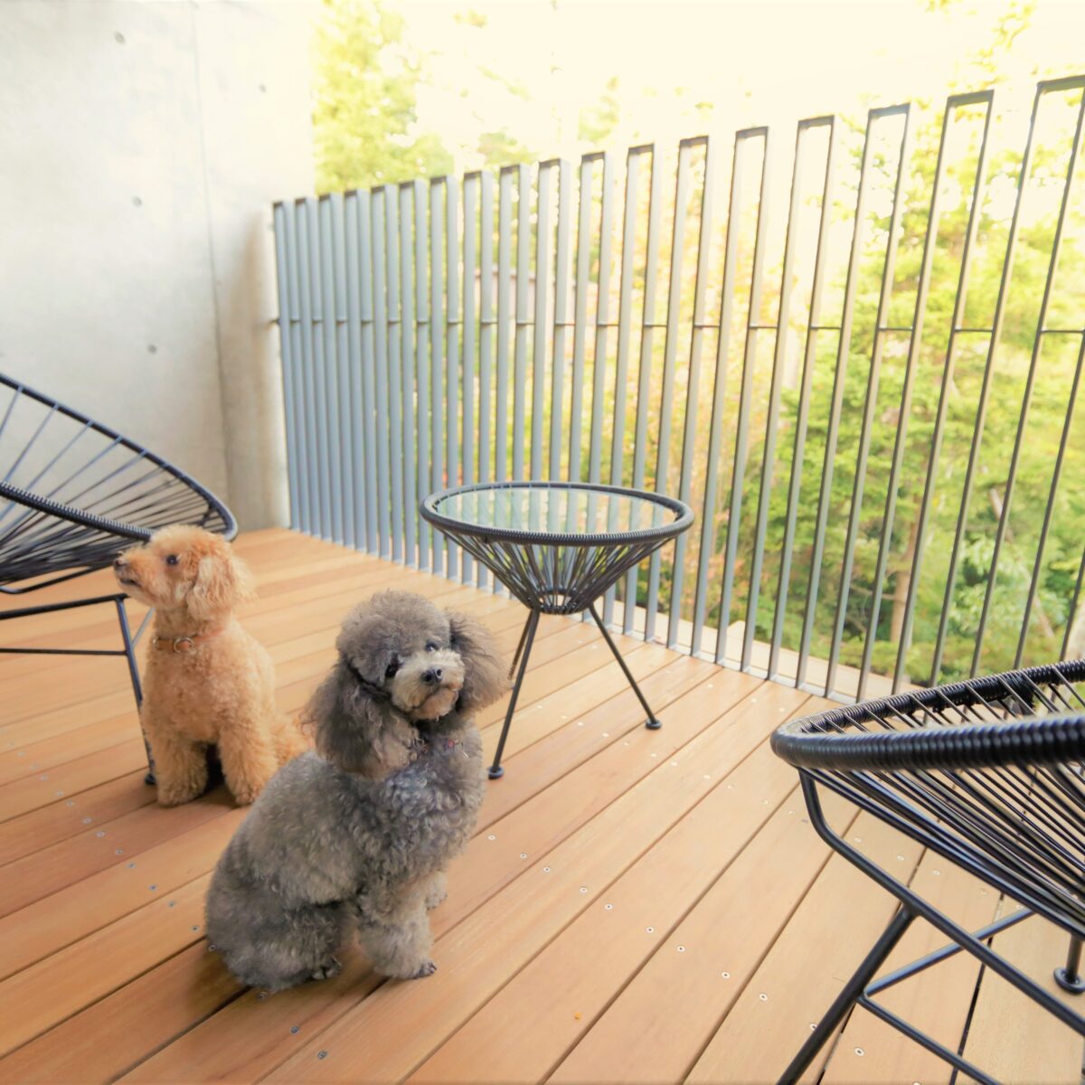 レジーナリゾート旧軽井沢｜愛犬2頭無料・客室ドッグラン・懐石 photo