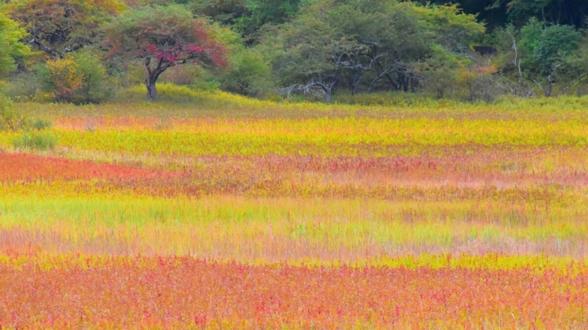 鬼怒川温泉 鬼怒川グランドホテル 夢の季(ゆめのとき) photo