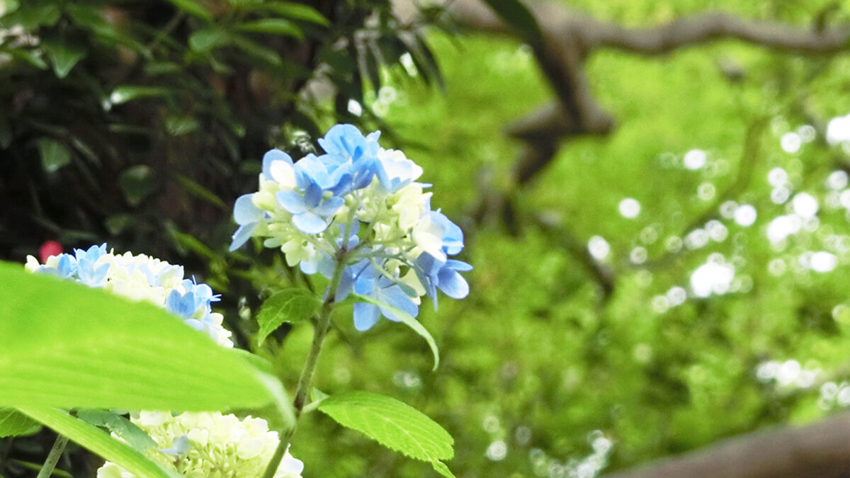多武峰観光ホテル photo