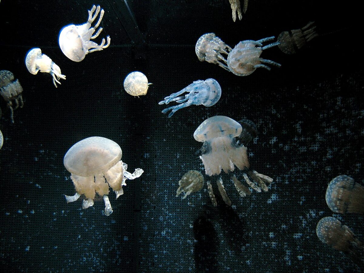 沖縄美ら海水族館