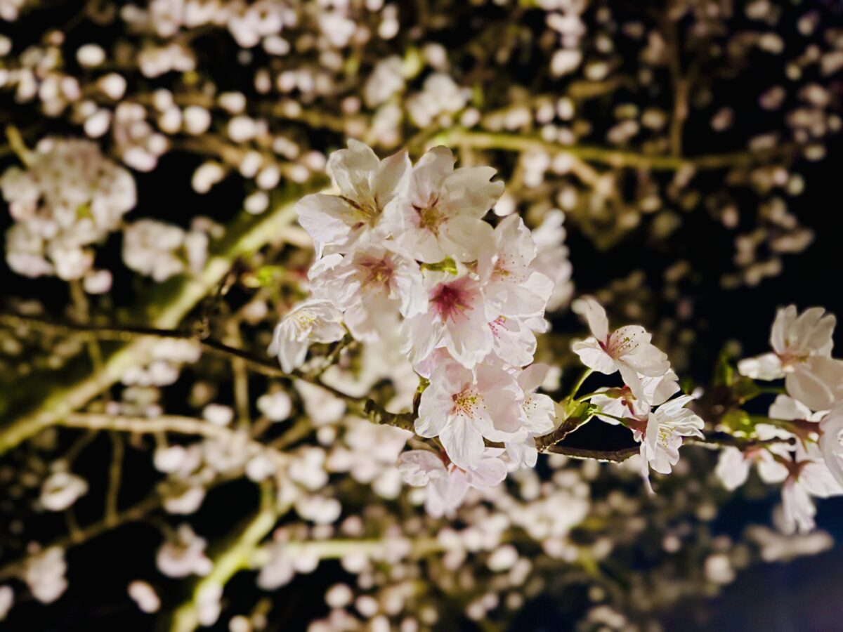 ペンション ししくい photo