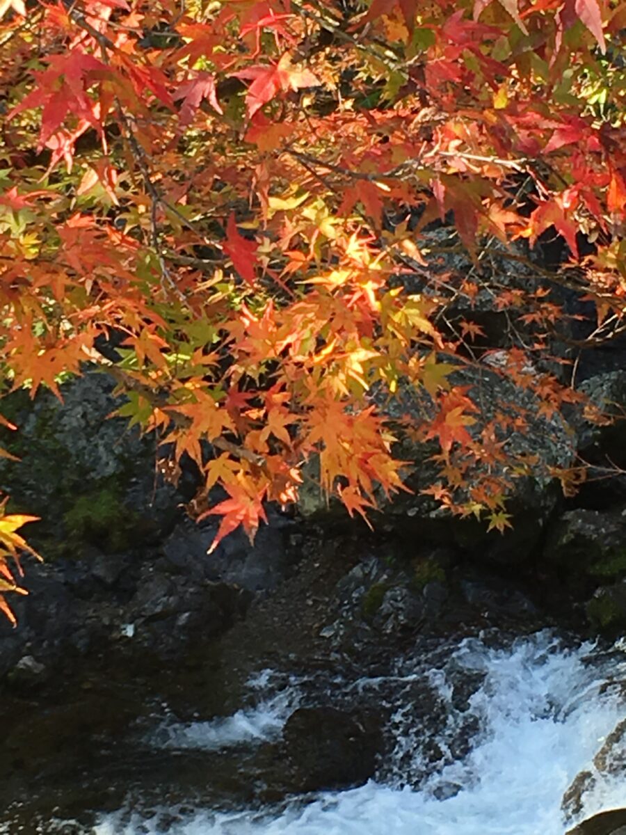 民宿かわらび荘 photo
