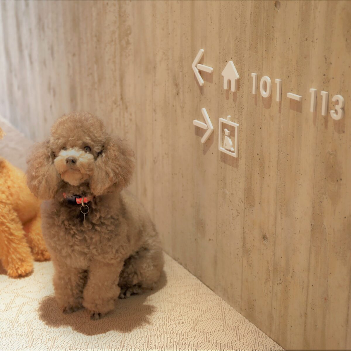 レジーナリゾート旧軽井沢｜愛犬2頭無料・客室ドッグラン・懐石 photo