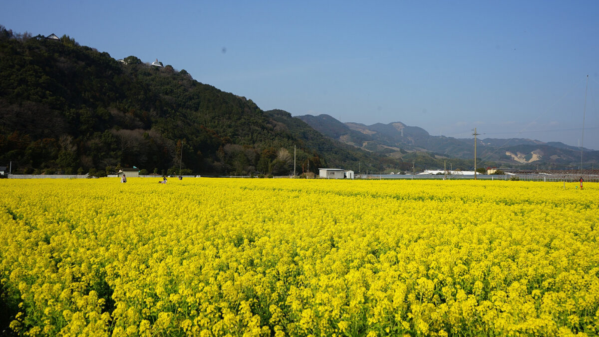 原鶴温泉 泰泉閣 photo