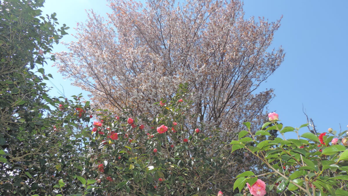 椿自然園 photo