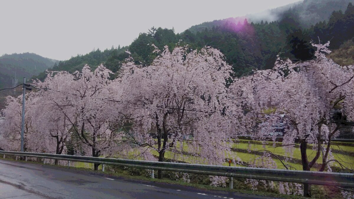 もみじ川温泉 photo