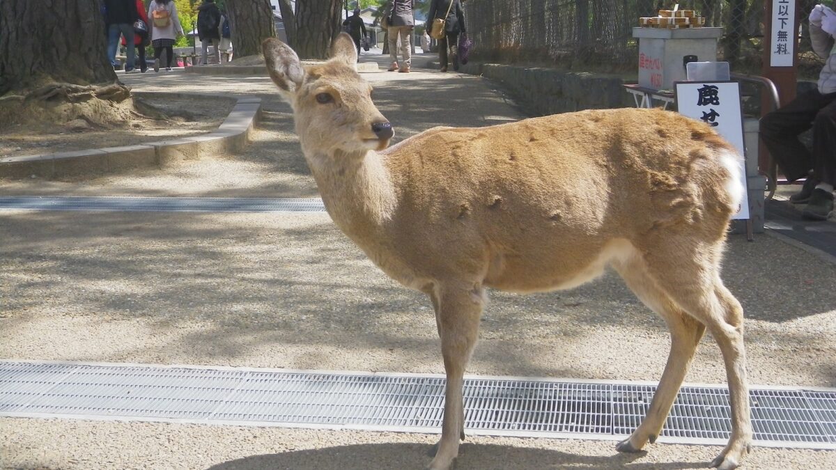 観光ホテル タマル photo