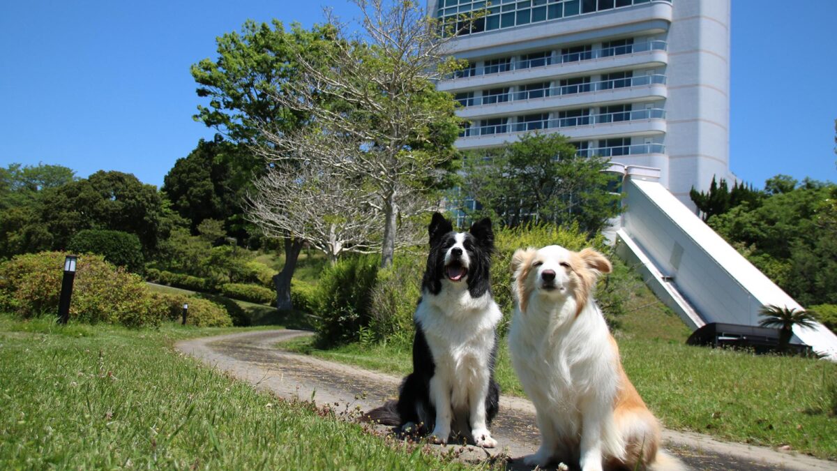 わんわんパラダイス プレミア 南紀白浜（旧：南紀白浜わんわんパラダイス） photo