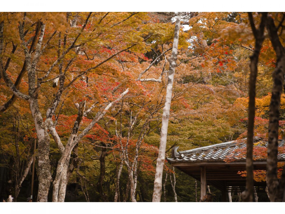 有馬温泉 有馬ロイヤルホテル photo
