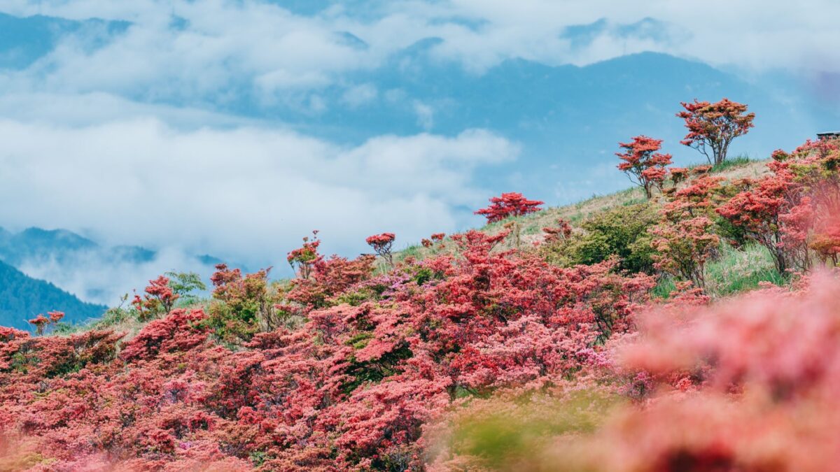 宿チャリンコ photo