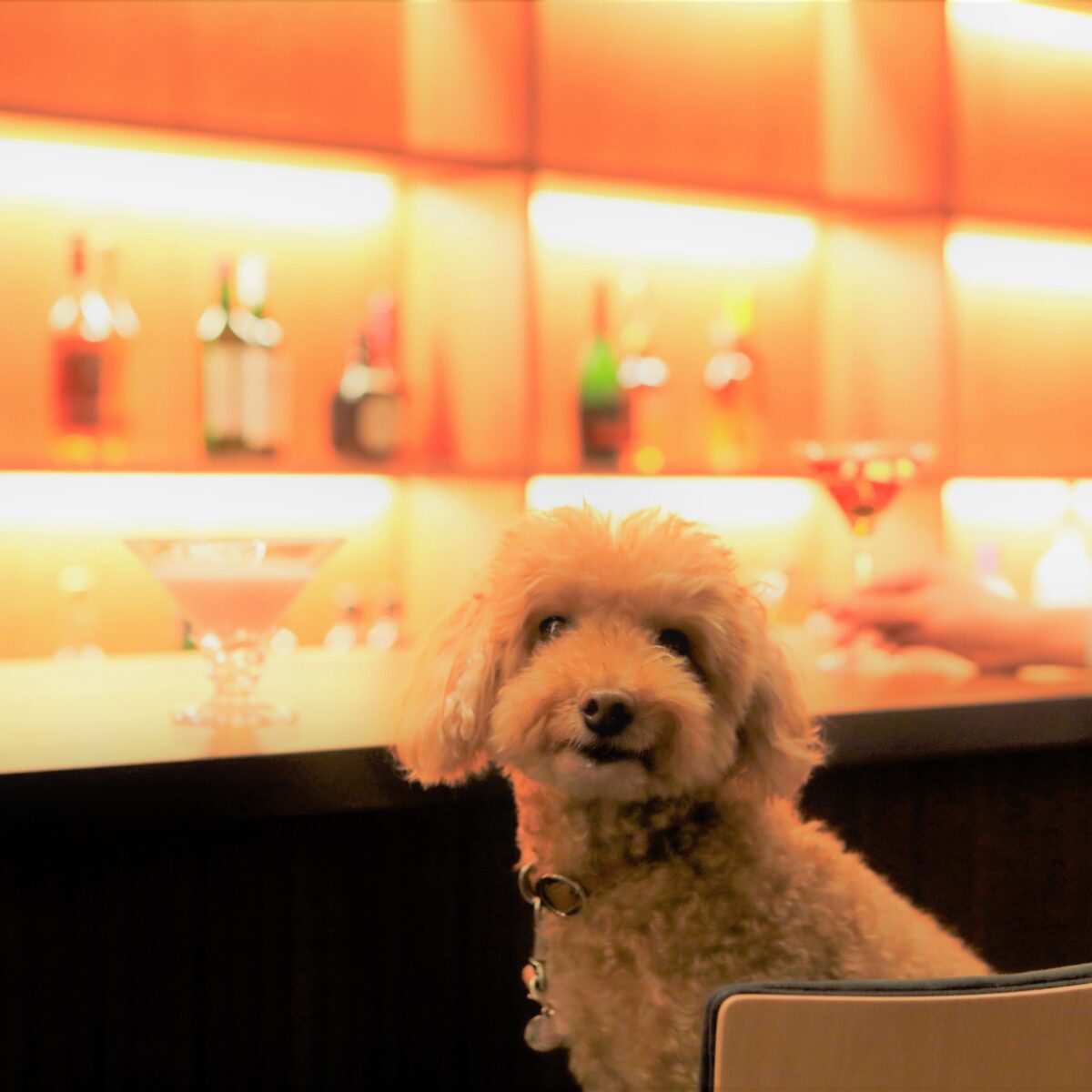 レジーナリゾート旧軽井沢｜愛犬2頭無料・客室ドッグラン・懐石 photo