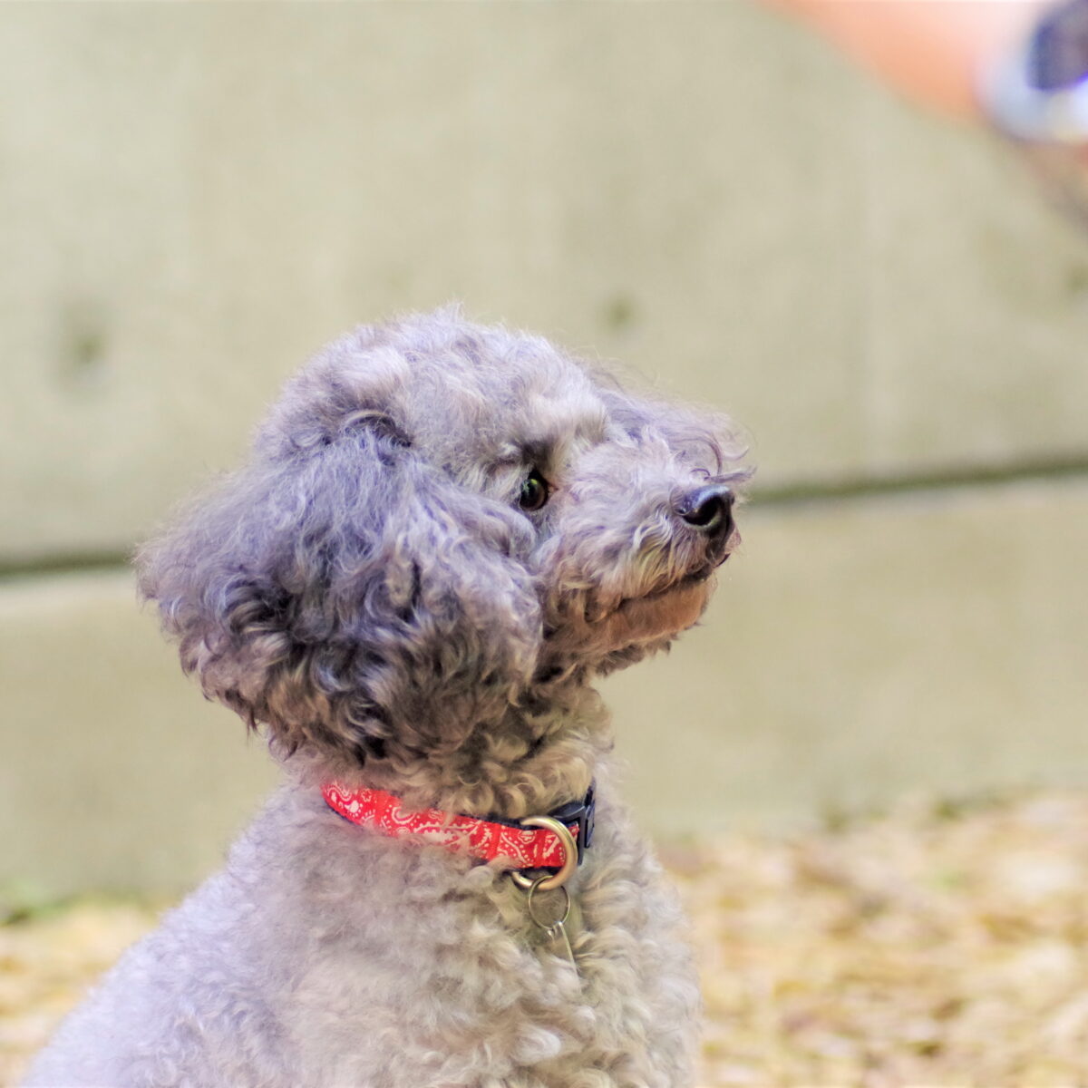 レジーナリゾート旧軽井沢｜愛犬2頭無料・客室ドッグラン・懐石 photo