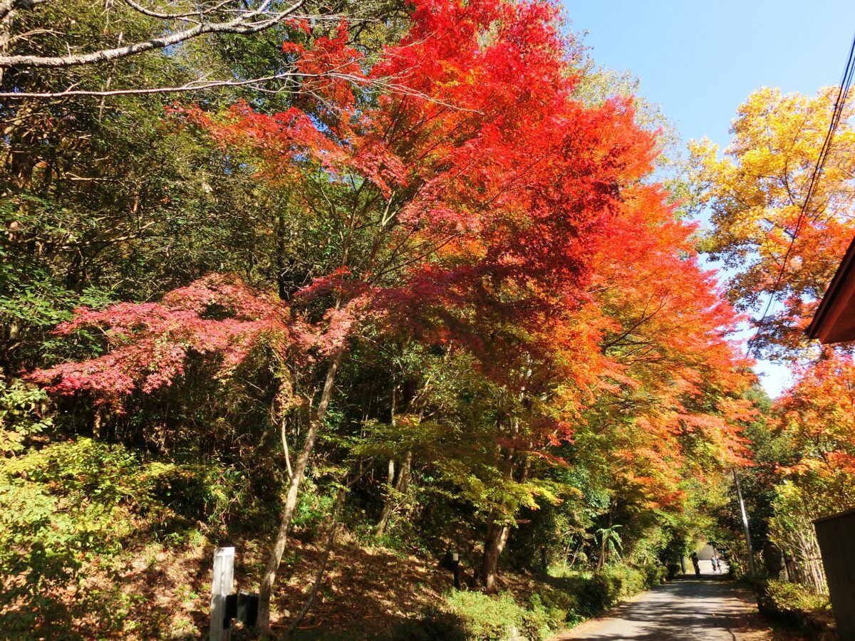 紅葉
