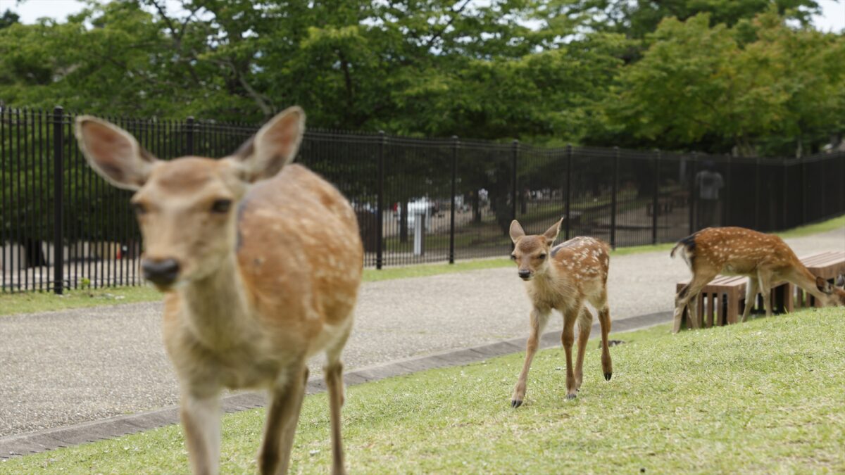 古都の宿 むさし野 photo
