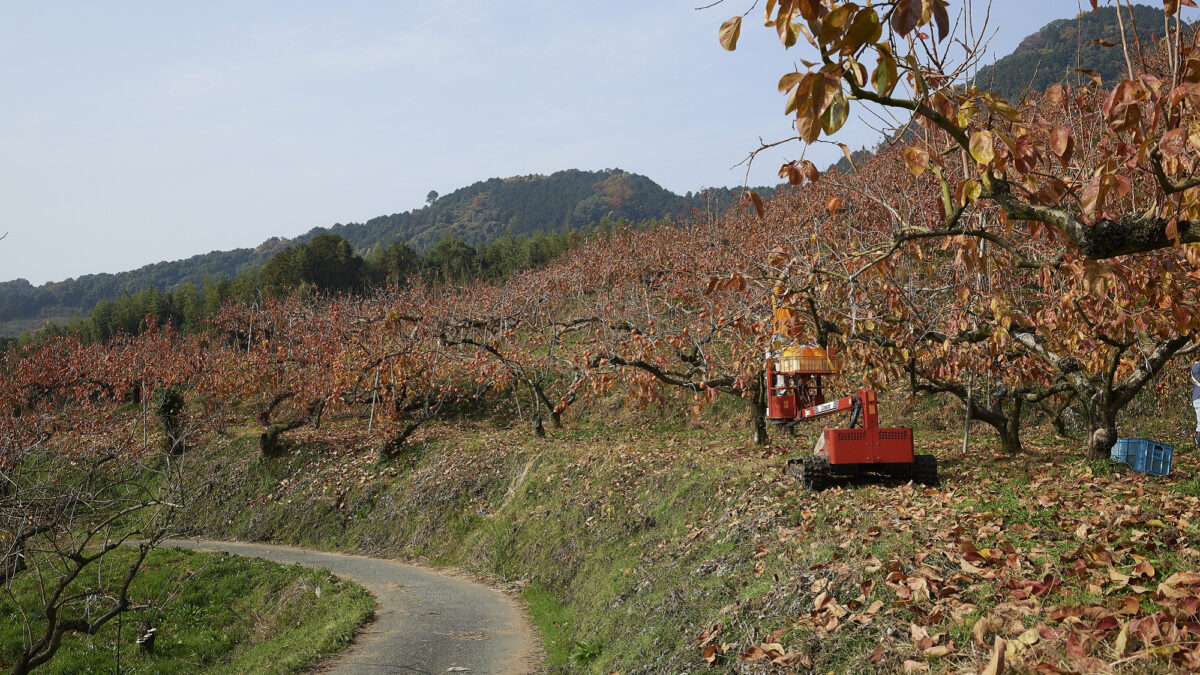 原鶴温泉 泰泉閣 photo