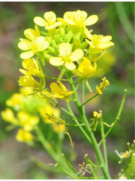 祖谷の宿 かずらや photo