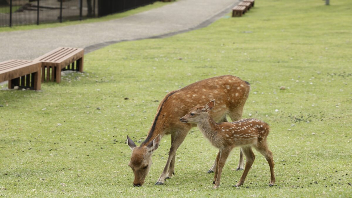 古都の宿 むさし野 photo