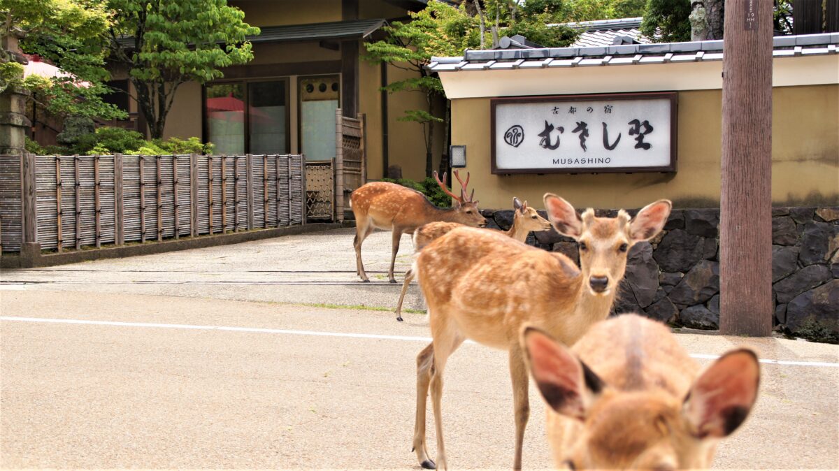 古都の宿 むさし野 photo