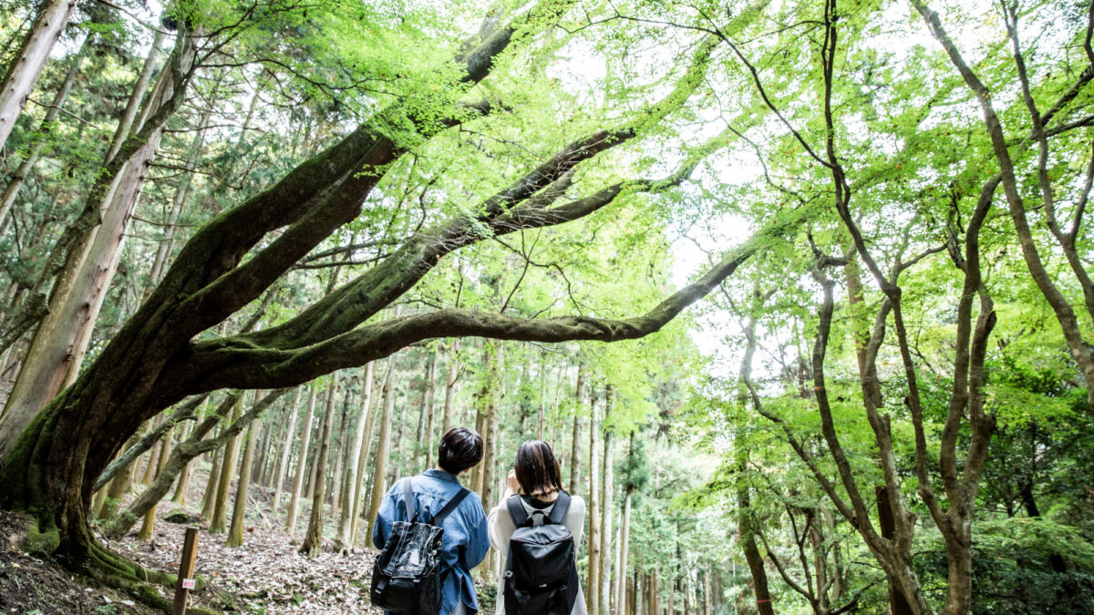 ＡＮＤＯ ＨＯＴＥＬ 奈良若草山（ＤＬＩＧＨＴ ＬＩＦＥ ＆ ＨＯＴＥＬＳ） photo
