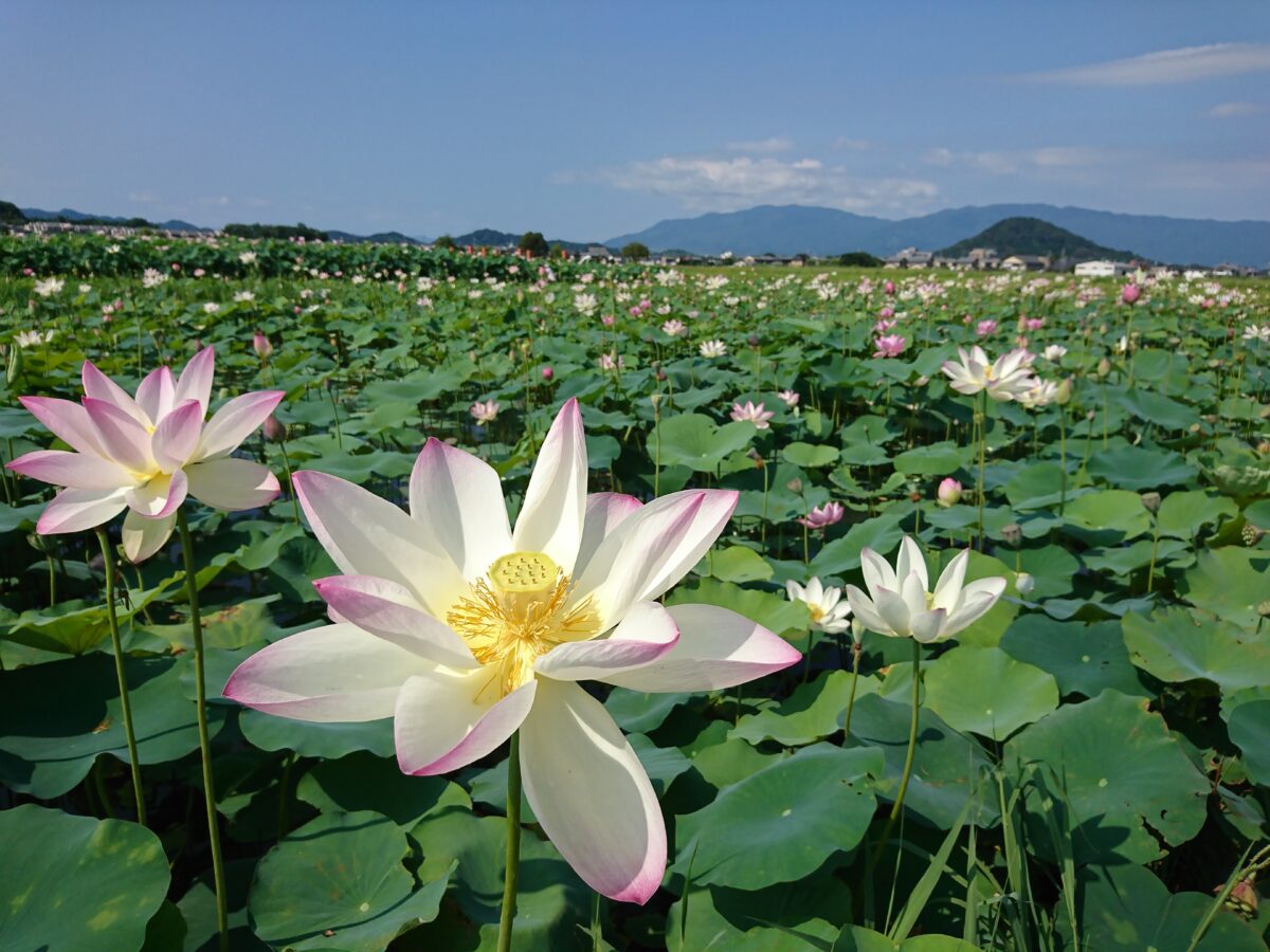 ゲストハウスはじまり photo