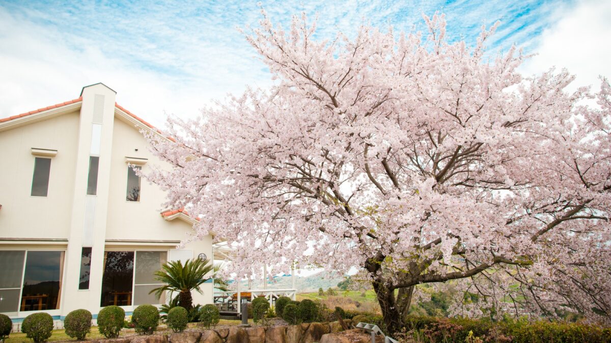 瀬戸の華 photo