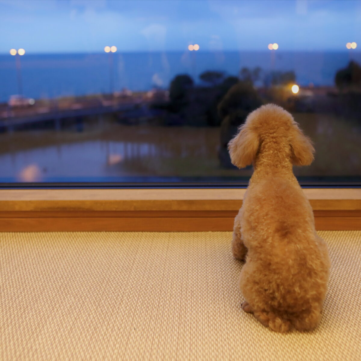 愛犬も外の景色を楽しめるような大窓になっております
