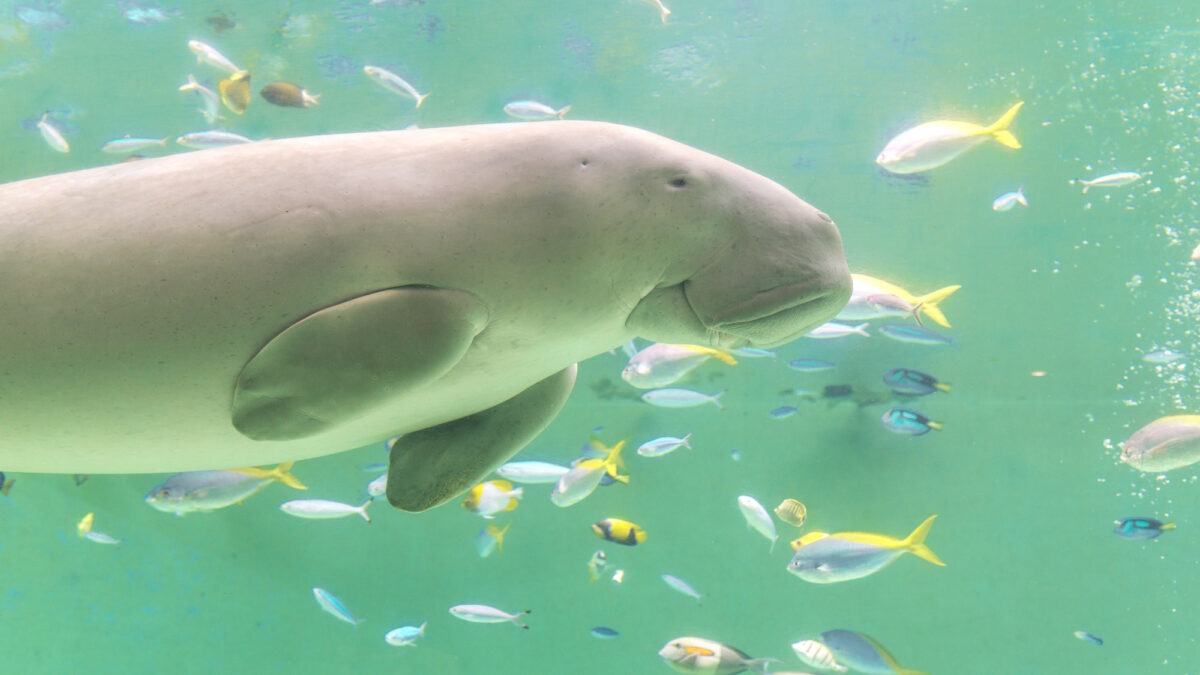 鳥羽水族館／ジュゴン