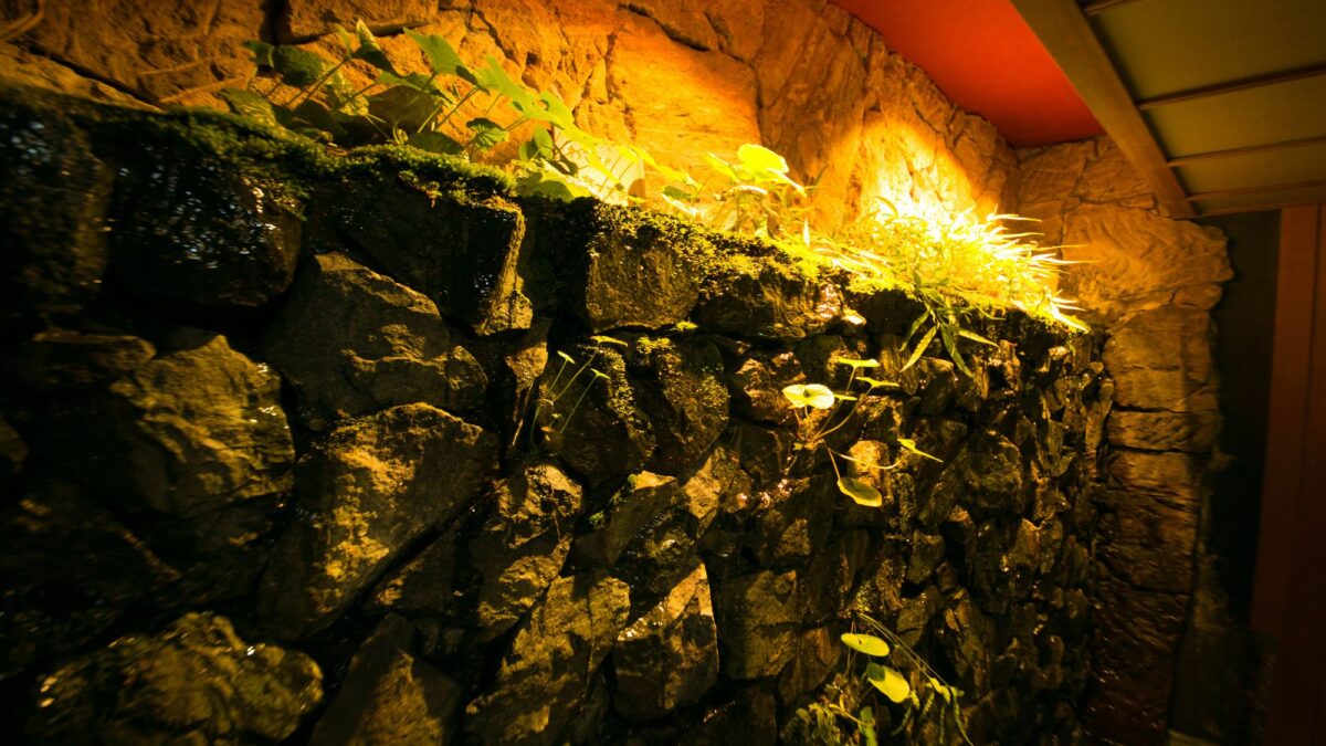 ロビー■谷川の山水でわさびを育成中です